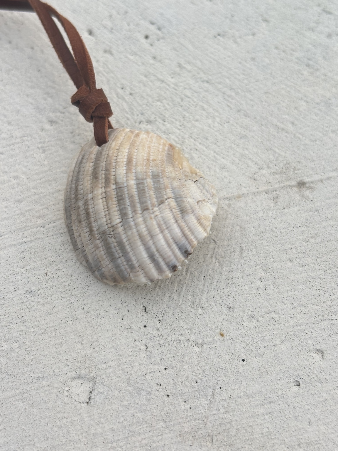 Dos naturel du coquillage